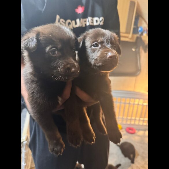 German Shepherd (Alsatian) - Both