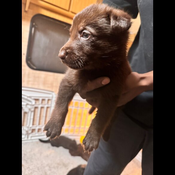 German Shepherd (Alsatian) - Both