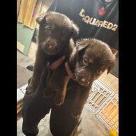 German Shepherd (Alsatian) - Both