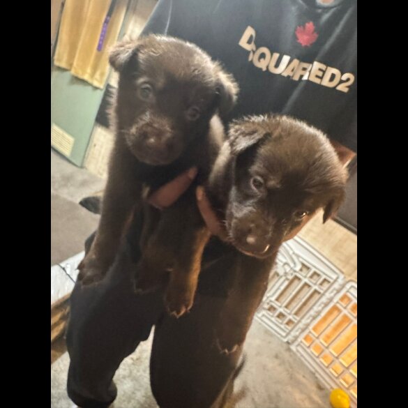 German Shepherd (Alsatian) - Both