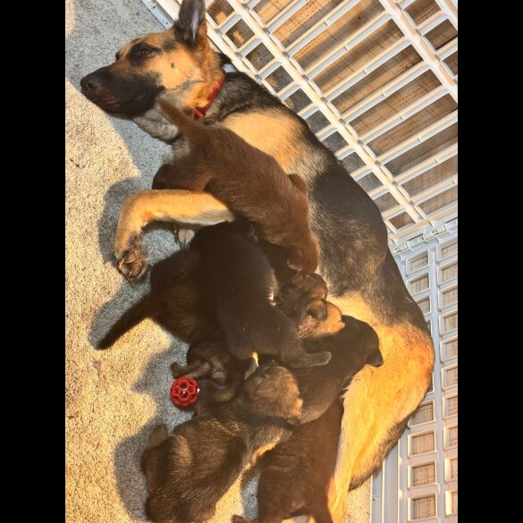 German Shepherd (Alsatian) - Both