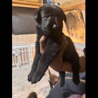 German Shepherd (Alsatian) - Both