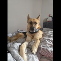 German Shepherd (Alsatian)