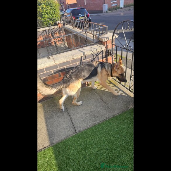 German Shepherd (Alsatian)