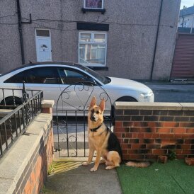 German Shepherd (Alsatian)