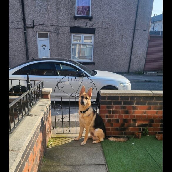 German Shepherd (Alsatian)