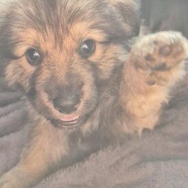 German Shepherd (Alsatian) - Both
