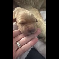 Golden Retriever - Both