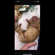 Golden Retriever - Both