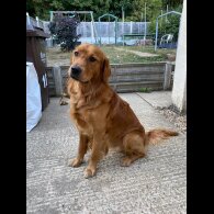 Golden Retriever - Both