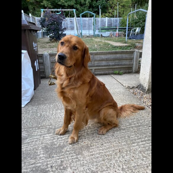 Golden Retriever - Both