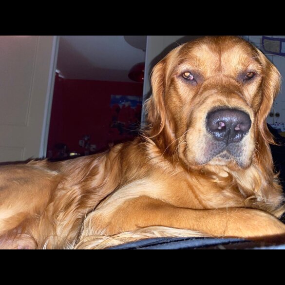 Golden Retriever - Both