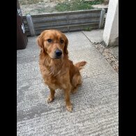 Golden Retriever - Both