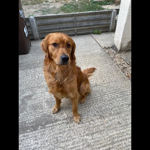 Golden Retriever - Both