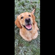Golden Retriever - Dogs