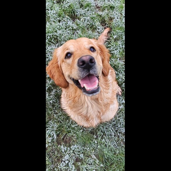 Golden Retriever - Dogs