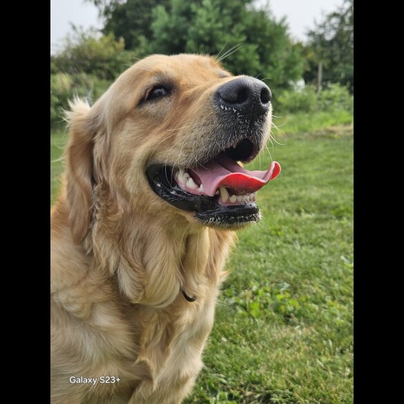 Golden Retriever - Dogs