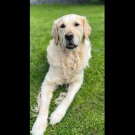 Golden Retriever - Dogs
