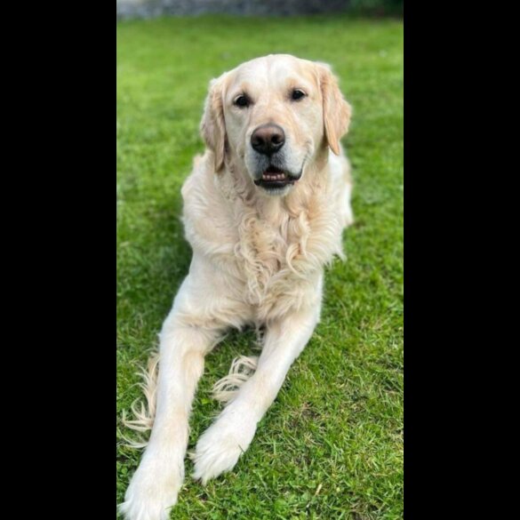 Golden Retriever - Dogs
