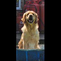 Golden Retriever - Dogs