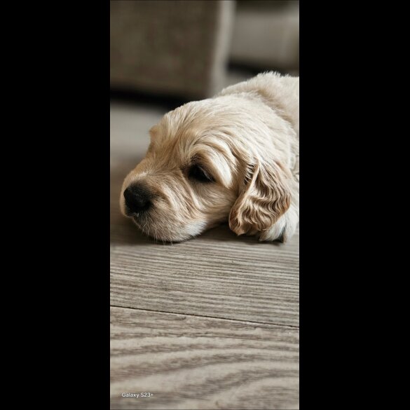 Golden Retriever - Dogs