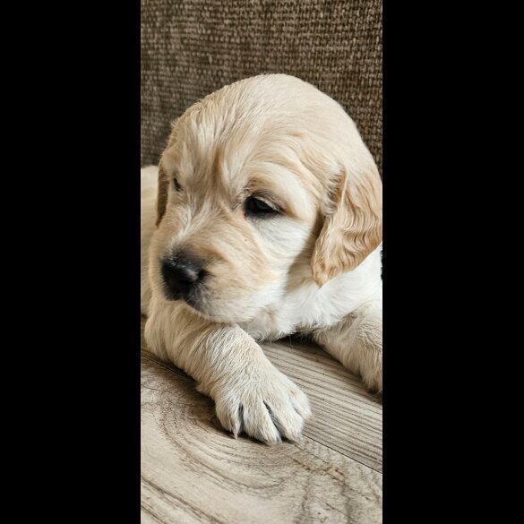 Golden Retriever - Dogs