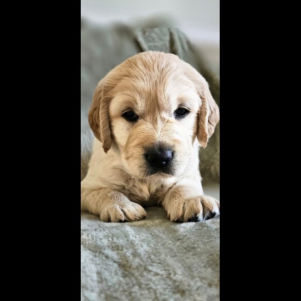 Golden Retriever - Dogs