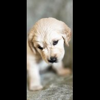 Golden Retriever - Dogs