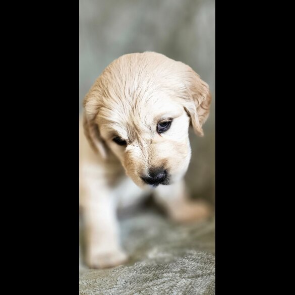 Golden Retriever - Dogs