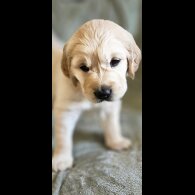 Golden Retriever - Dogs