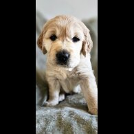 Golden Retriever - Dogs
