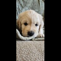 Golden Retriever - Dogs