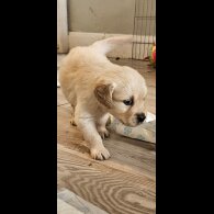 Golden Retriever - Dogs