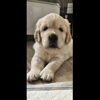Golden Retriever - Dogs