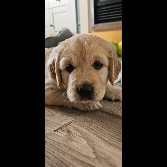 Golden Retriever - Dogs