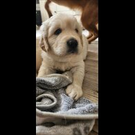 Golden Retriever - Dogs