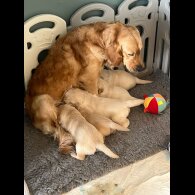 Golden Retriever - Dogs