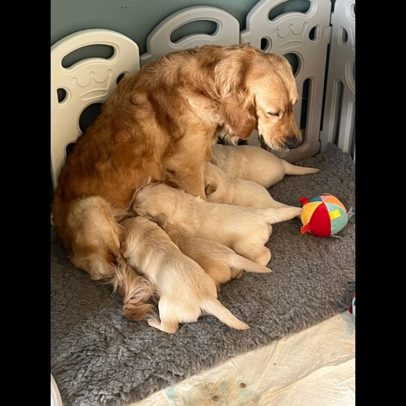 Golden Retriever - Dogs