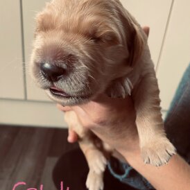 Golden Retriever - Both
