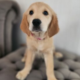 Golden Retriever - Both