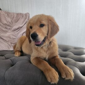 Golden Retriever - Both