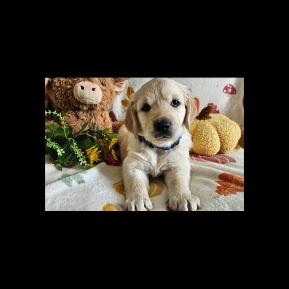 Golden Retriever - Dogs