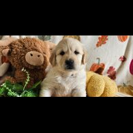 Golden Retriever - Dogs