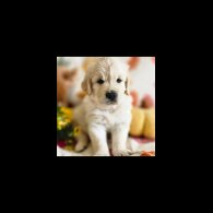 Golden Retriever - Dogs