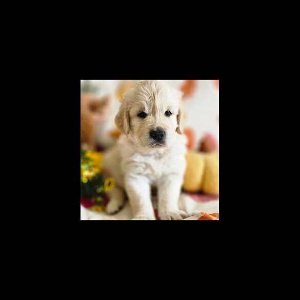 Golden Retriever - Dogs