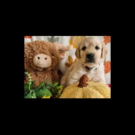 Golden Retriever - Dogs