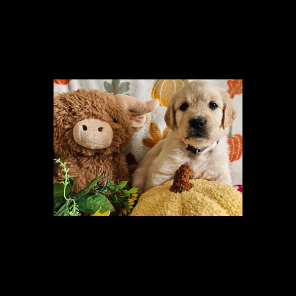 Golden Retriever - Dogs