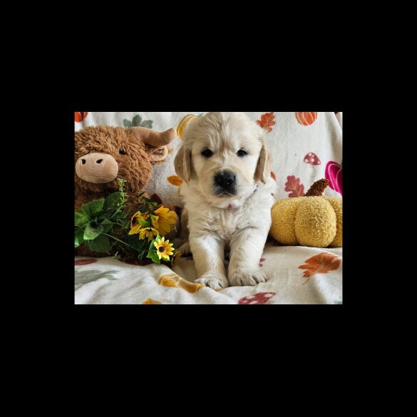 Golden Retriever - Dogs