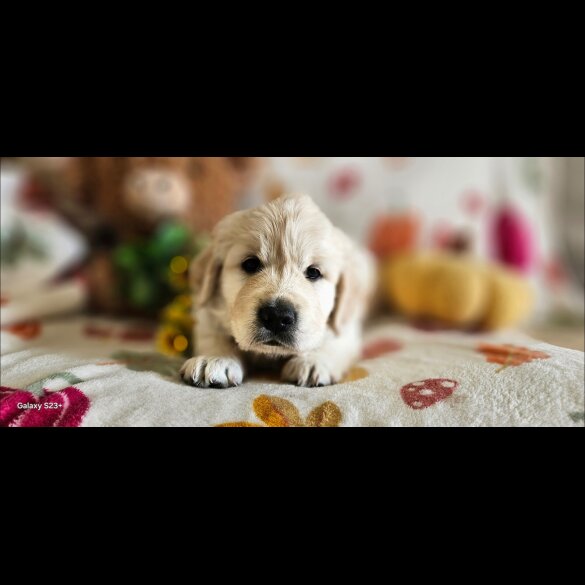 Golden Retriever - Dogs