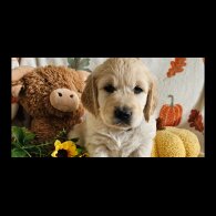 Golden Retriever - Dogs